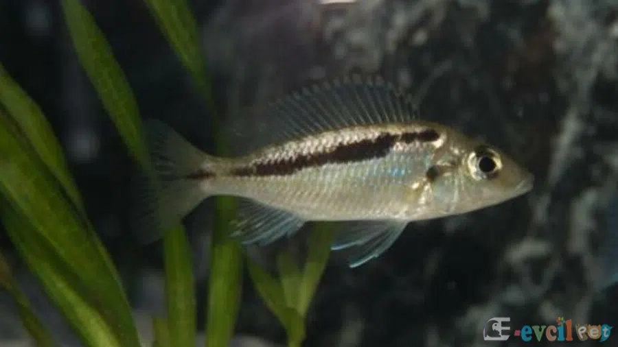 Mylochromis Lateristriga Yavru