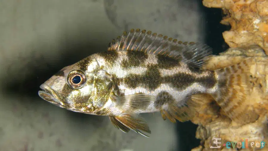 Nimbochromis livingstonii Yaşayan Kaya Genç