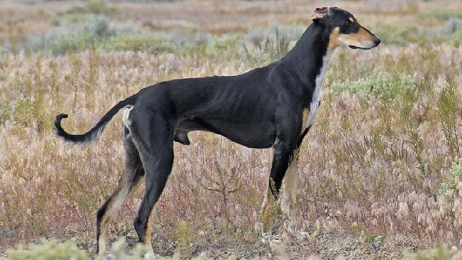 Turkish Hound Türk Tazısı Karakter Özellikleri