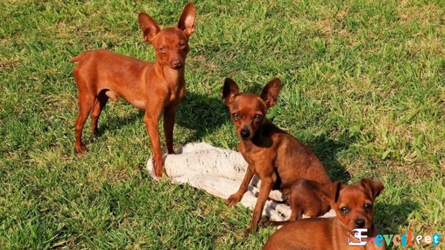 Temel Eğitimi ve Tuvalet Eğitimi (Pharaoh Hound)
