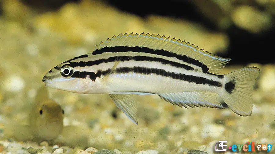 Chalinochromis popelini Akvaryumu