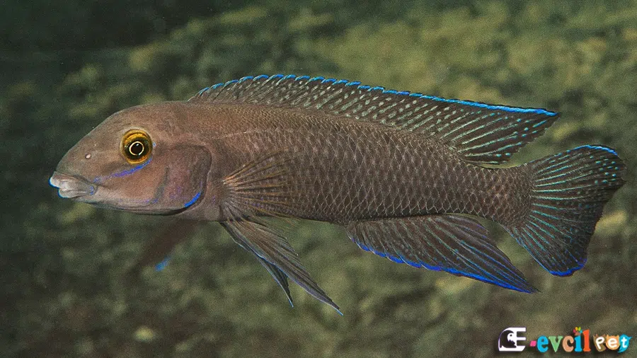 Chalinochromis cyanophleps Erkek