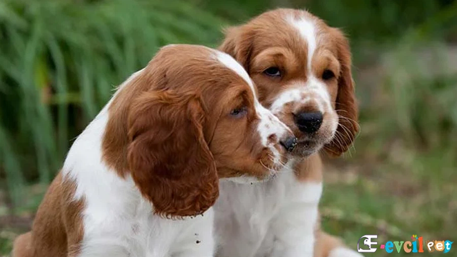 Welsh Springer Spaniel Genetik Sağlık Sorunları Hastalıkları