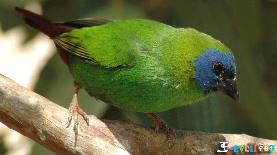 Parrot Finch (Papağan Finch) Yeşil