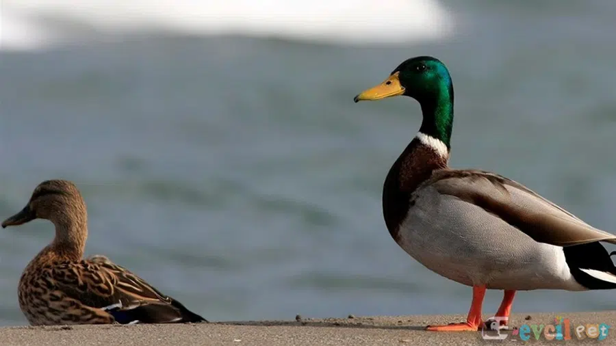 Yeşilbaş Ördek Erkek ve Dişi