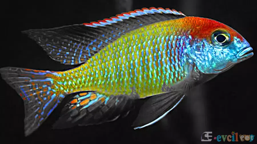 Lethrinops sp. Deep Orange Top Nkhata Bay Erkek