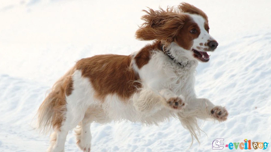 Welsh Springer Spaniel Temel Eğitimi ve Tuvalet Eğitimi