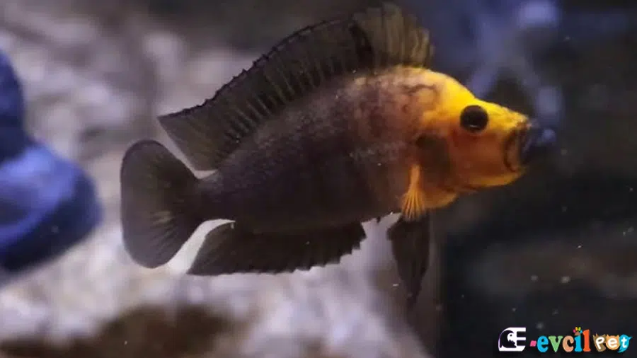 Altolamprologus compressiceps Erkek