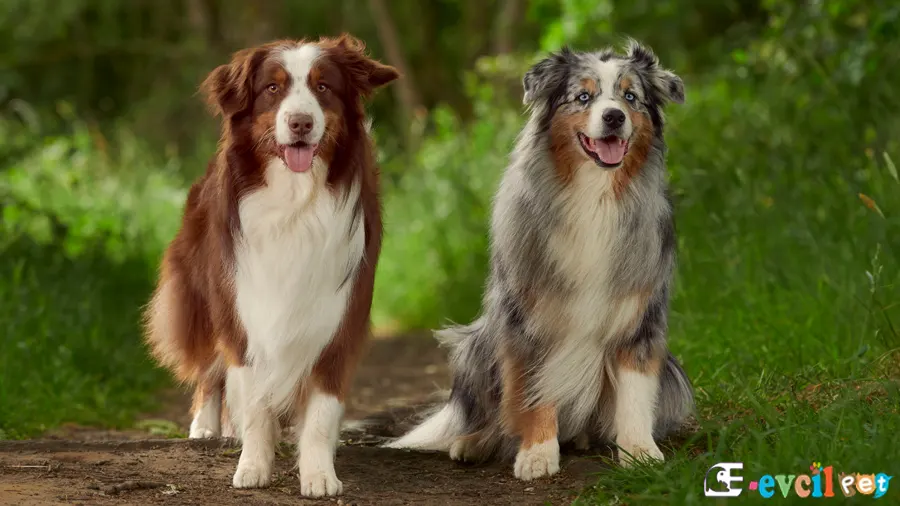Avustralya Çoban (Australian Shepherd) Köpeği Avustralya Çoban (Australian Shepherd Sağlık Sorunları Hastalıkları)