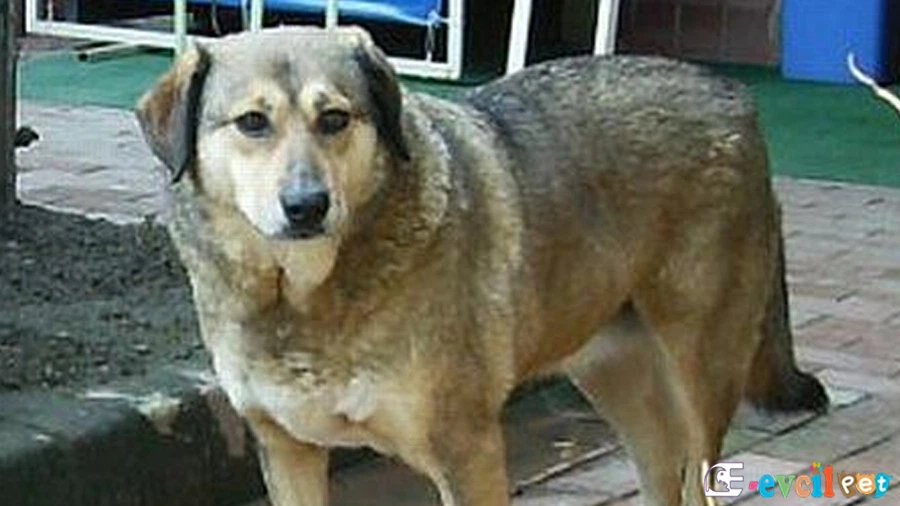 Sokö (Sokak Köpeği)