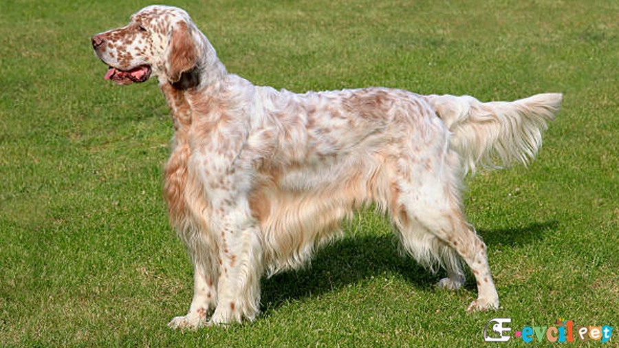 English Setter (İngiliz Seteri)