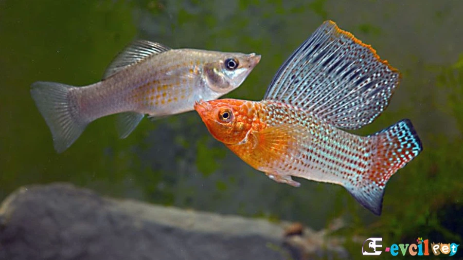 Poecilia velifera (Velifera)