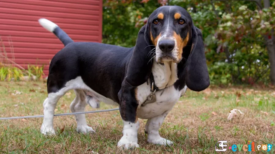 Basset Hound Basset Hound Bakımı ve Beslenmesi