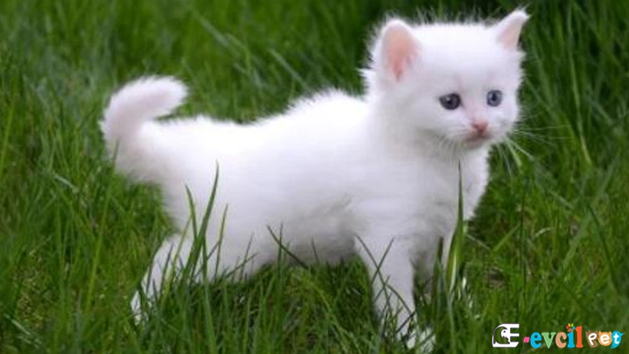 Ankara Kedisi Genetik Sağlık Sorunları