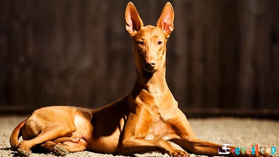 Firavun Tazısı Fiziksel Özellikleri (Pharaoh Hound)