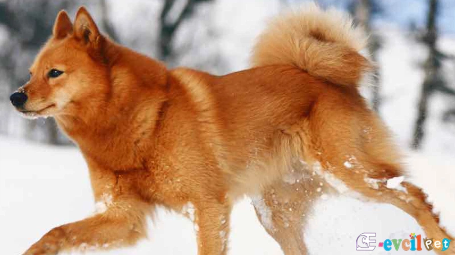 Finnish Spitz Temel Eğitimi ve Tuvalet Eğitimi