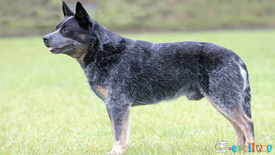Avustralya Sığır Çoban Köpeği (Australian Cattle Dog) Avustralya Sığır Çoban Köpeği Karakter Özellikleri