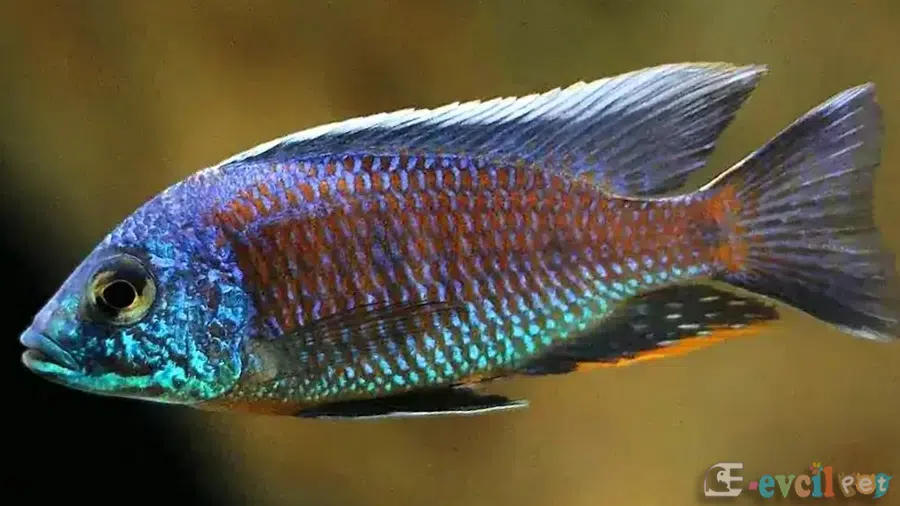 Copadichromis Verduyni Erkek