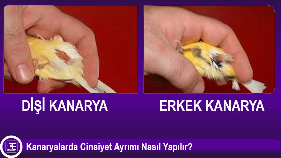 Yorkshire Kanarya