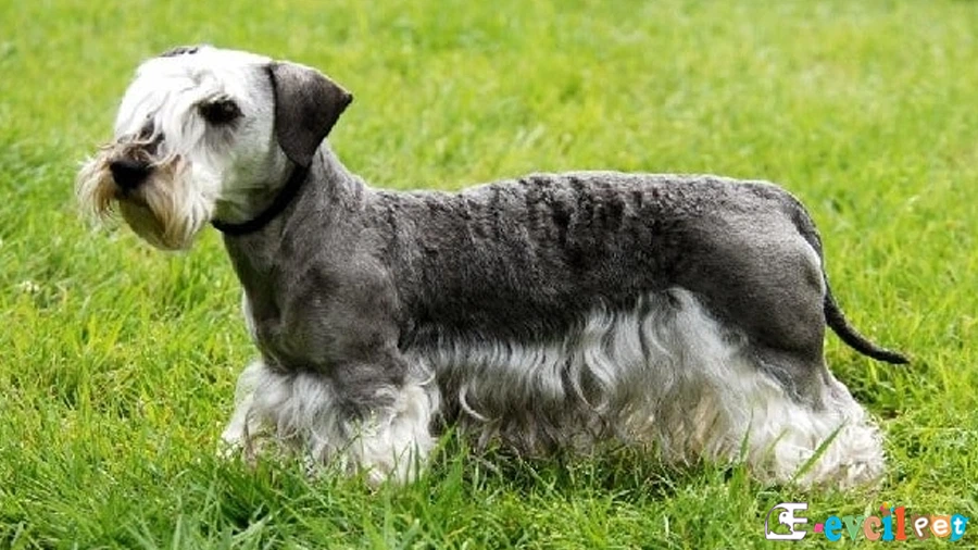 Cesky Terrier Temel Eğitimi ve Tuvalet Eğitimi