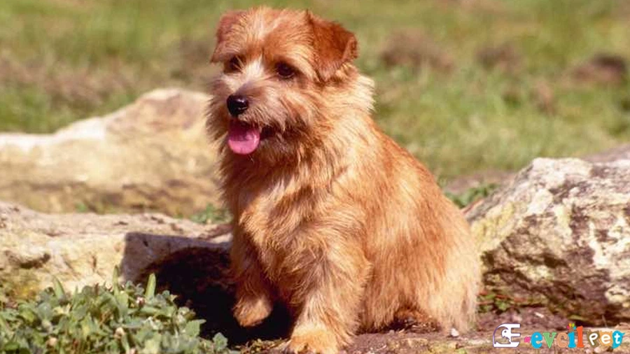 Norfolk Terrier Genetik Sağlık Sorunları