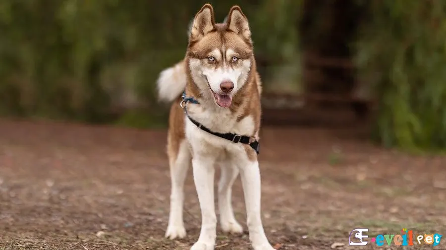 Sibirya Kurdu (Husky) Sibirya Kurdu (Husky) Sağlık Sorunları Hastalıkları