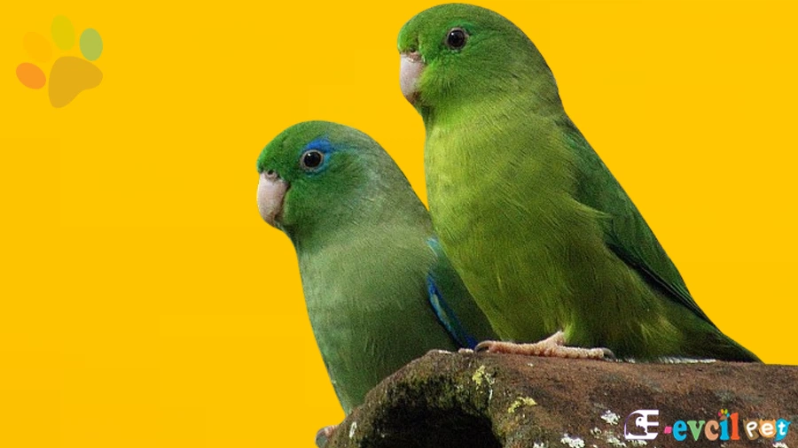 Parrotlet Papağanı Bakımı Beslenmesi