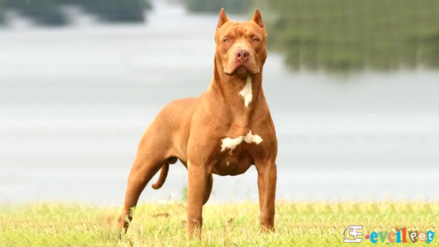 Amerikan Pitbull Terrier Amerikan Pitbull Terrier Bakımı ve Beslenmesi