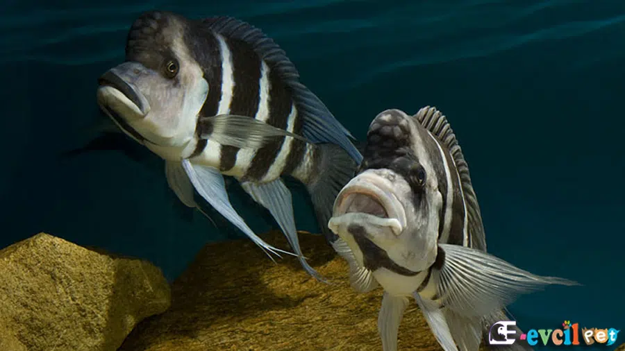 Cyphotilapia gibberosa (Frontosa) Akvaryumu