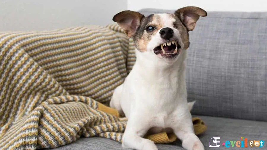 Hırçın bir köpek nasıl sakinleştirilir?
