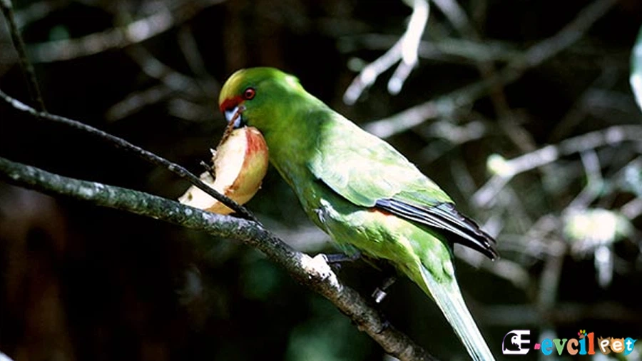 Kakariki Papağanı (Cyanoramphus)