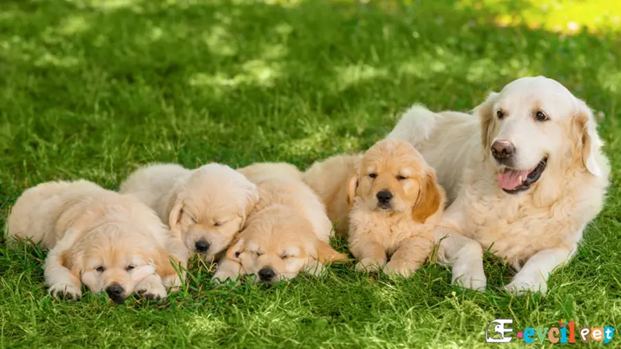 Golden Retriever Sağlık Sorunları Hastalıkları