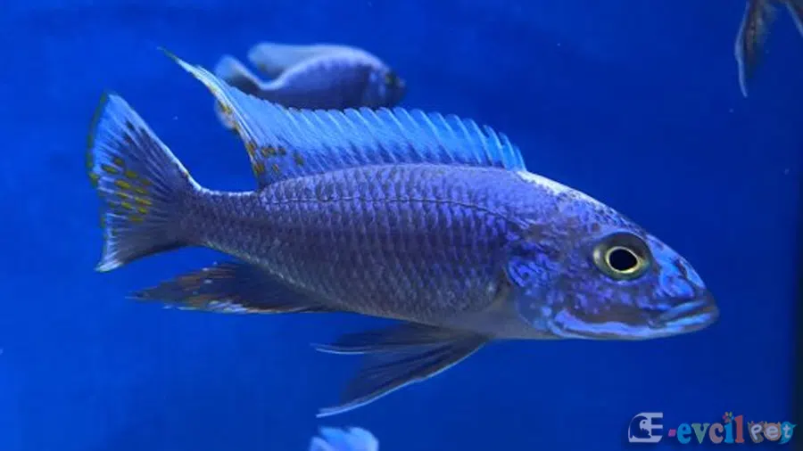 Sciaenochromis Fryeri Baskın