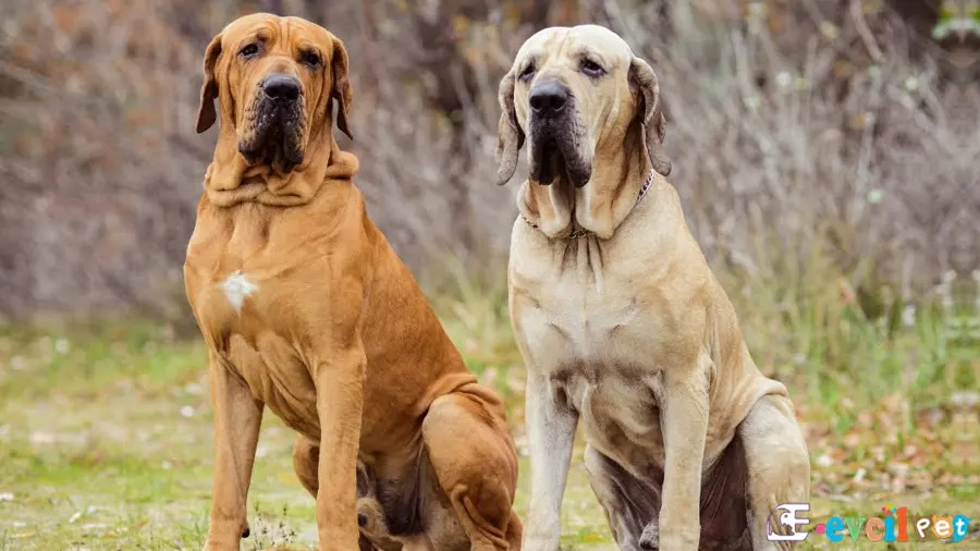 Brezilya Mastiff (Fila Brasileiro) Brezilya Mastiff Fiziksel Özellikleri (Fila Brasileiro)