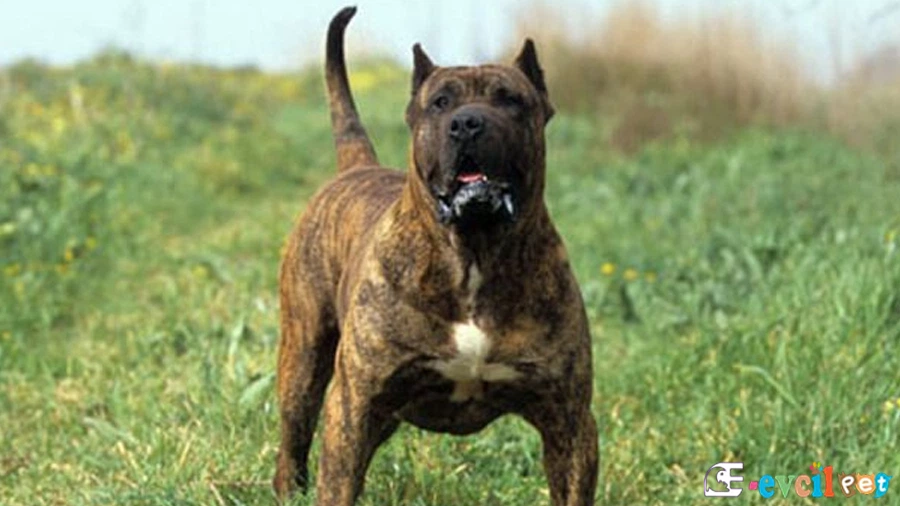 Perro de Presa Canario (Kanarya Mastiff) Perro de Presa Canario (Kanarya Mastiff)