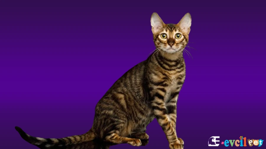 Toyger Fiziksel Özellikleri