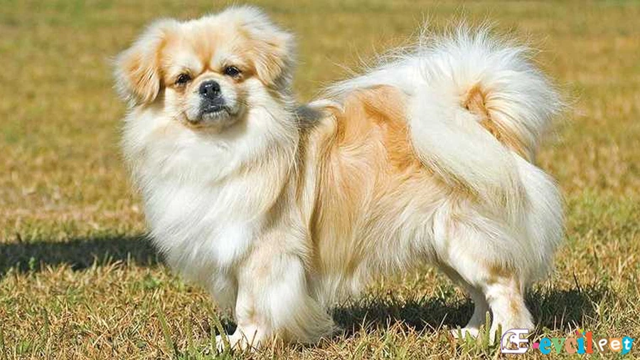 Tibet Spaniel Fiziksel Özellikleri (Tibet Spanyeli)