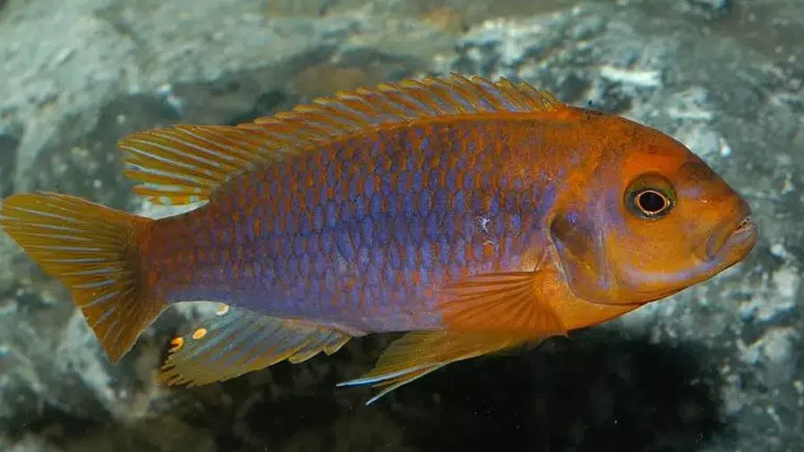 Lodotropheus Sprengerae (Paslı Cichlid) Yakın Çekim