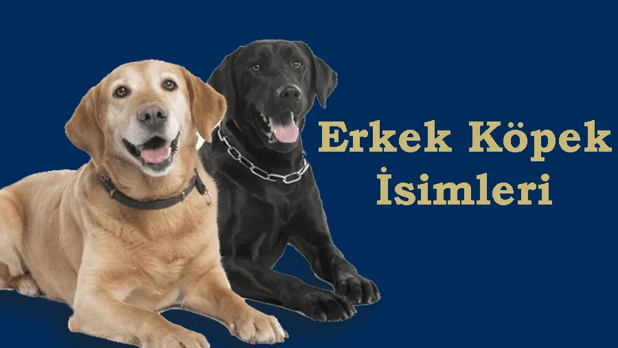 Erkek Köpek İsimleri