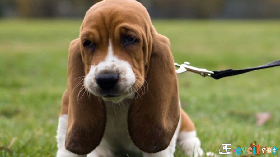 Basset Hound Basset Hound Fiziksel Özellikleri