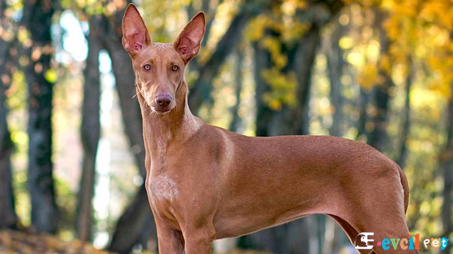 Firavun Tazısı Genetik Sağlık Sorunları (Pharaoh Hound)