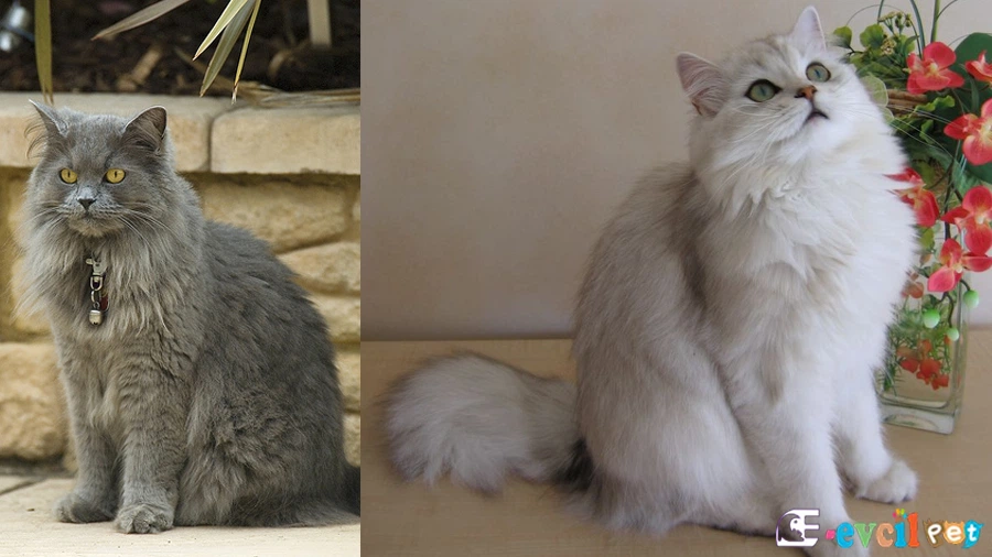 British Longhair Fiziksel Özellikleri
