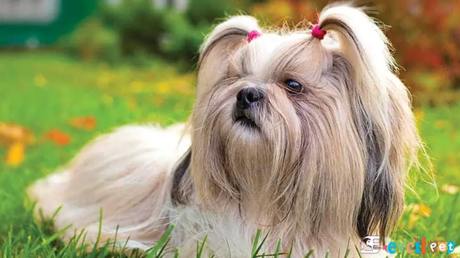 Shih Tzu Fiziksel Özellikleri