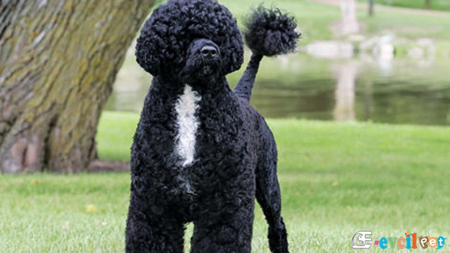 Portekiz Su Köpeği (Portugese Water Fiziksel Özellikleri)