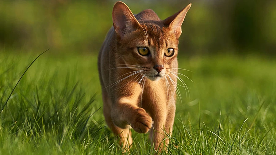 Habeş (Abyssinian) Temel Eğitimi ve Tuvalet Eğitimi