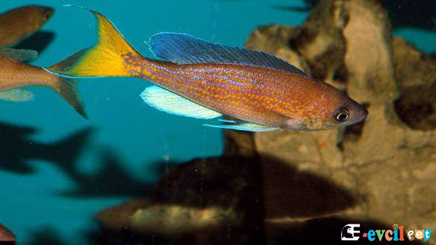 Cyprichromis Pavo