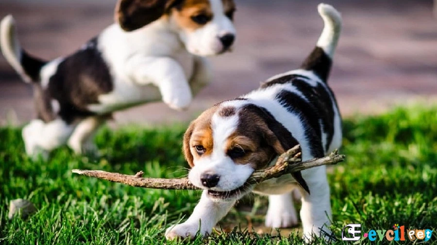 English Foxhound Temel Eğitimi ve Tuvalet Eğitimi (İngiliz Tilki Tazısı)