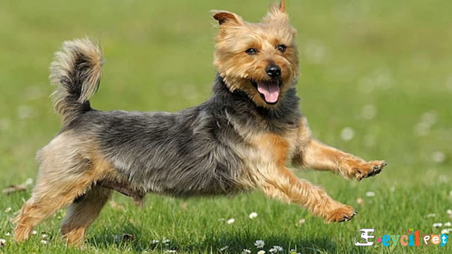 Australian Terrier Temel Eğitimi ve Tuvalet Eğitimi