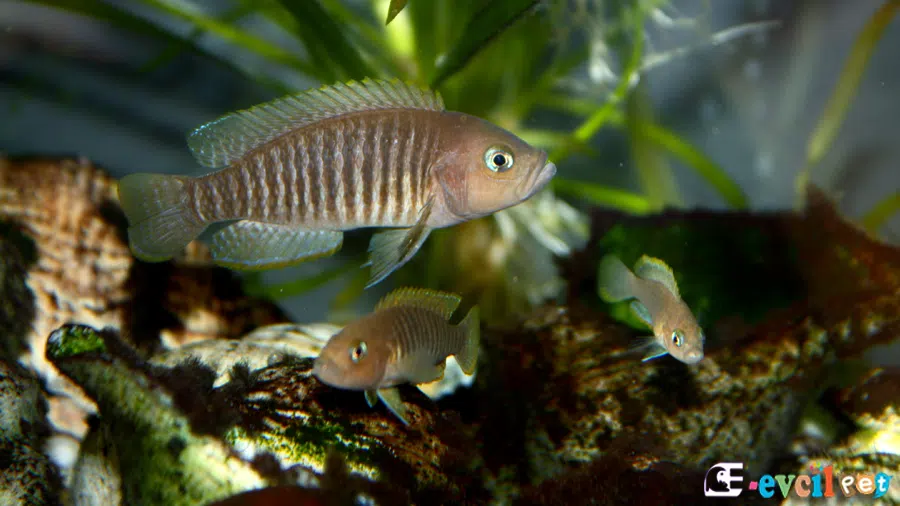 Neolamprologus multifasciatus Erkek