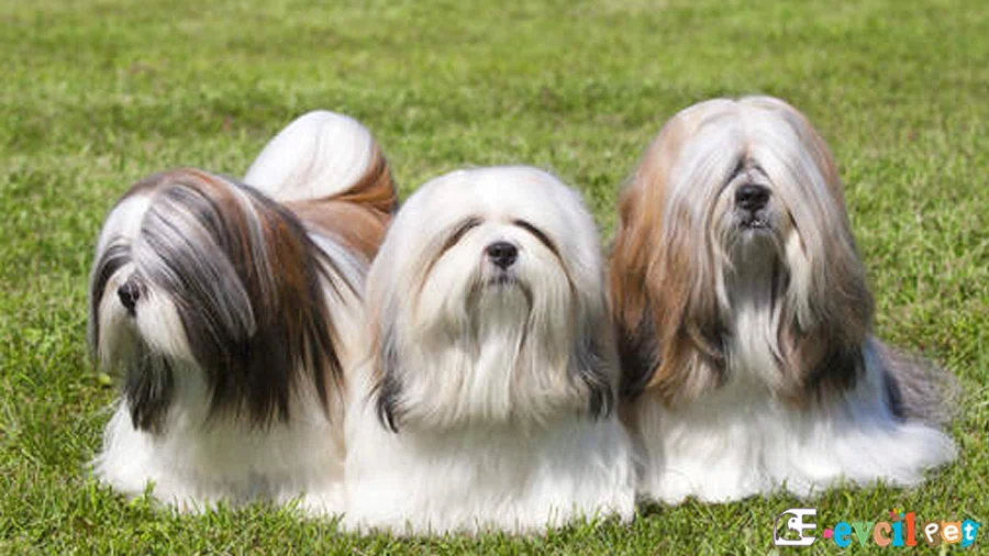 Lhasa Apso Lhasa Apso Fiziksel Özellikleri